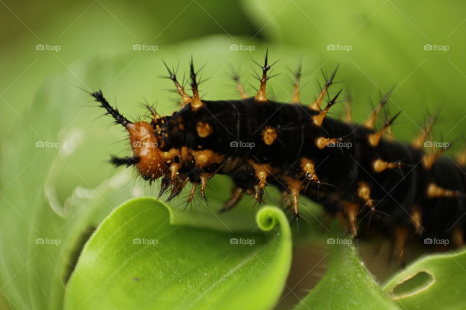 Extreme close-up of caterpillar on leaf