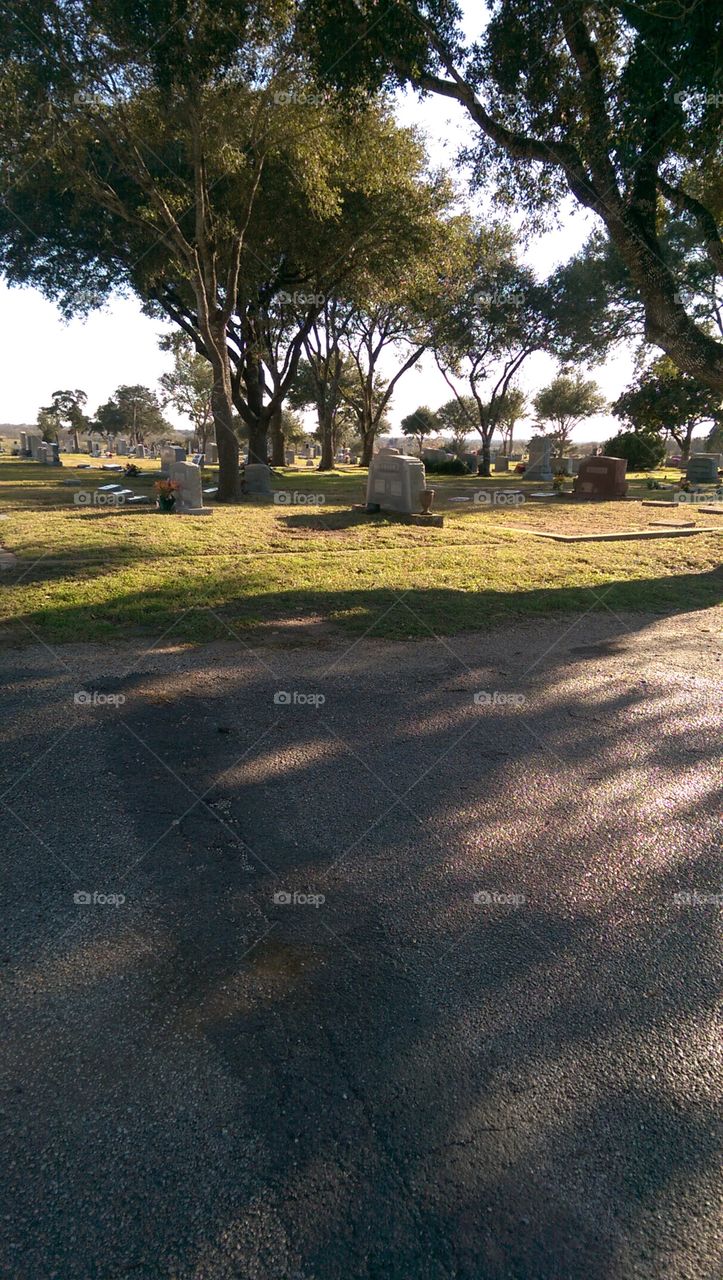 Landscape, Road, Tree, Grass, No Person