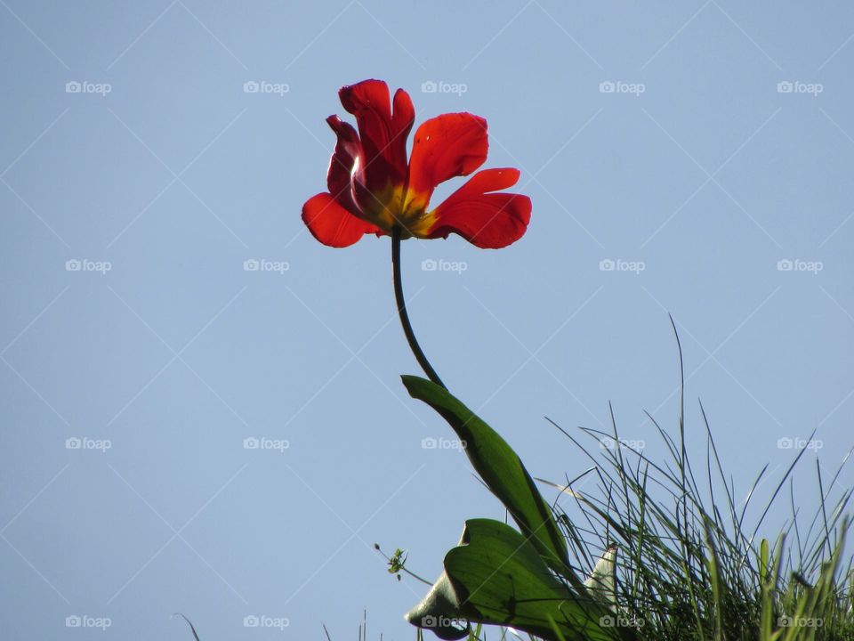 Red tulip against the sky