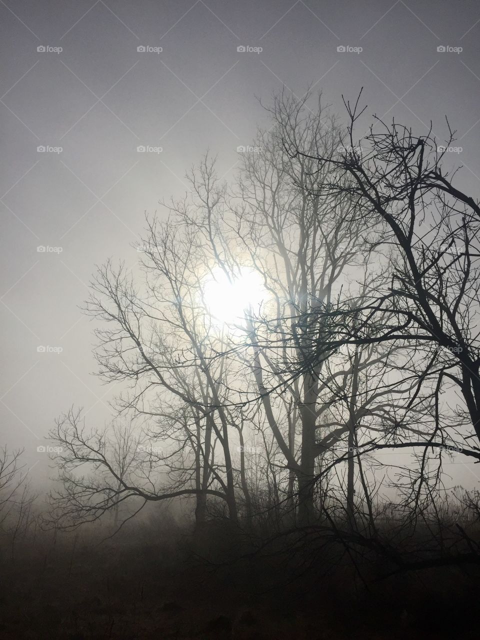 Foggy Winter morning