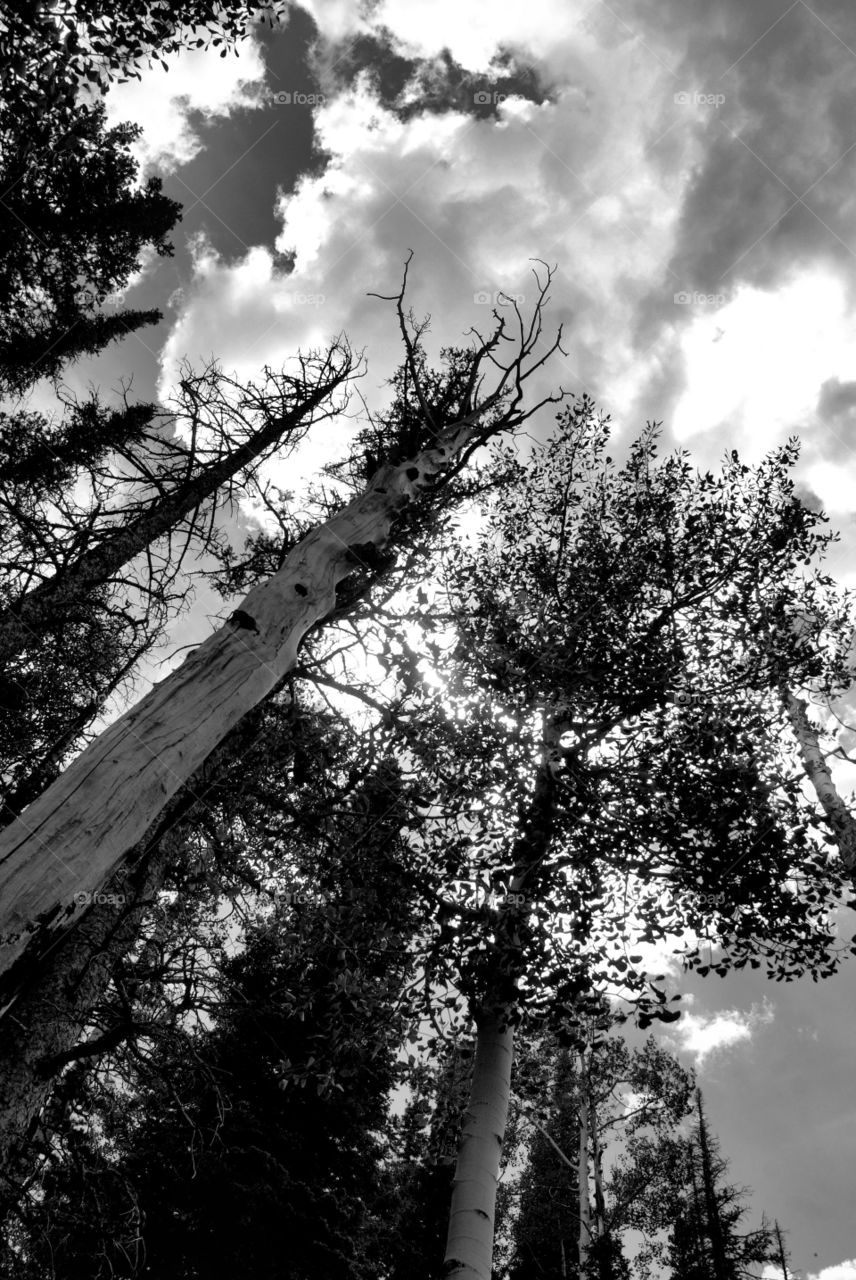 Light through the trees