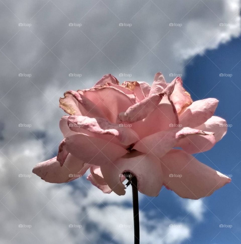 rose and the sky