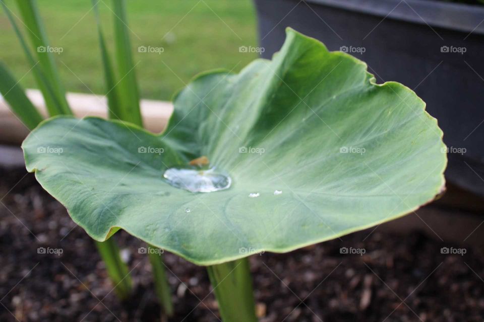 Elephant ear holds the morning dew