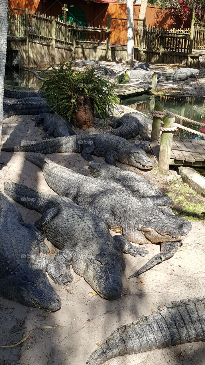 alligators