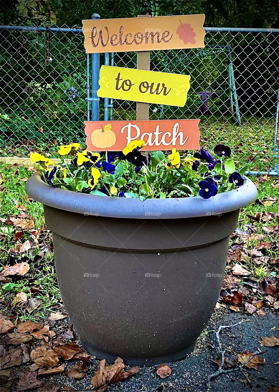 Pansies 