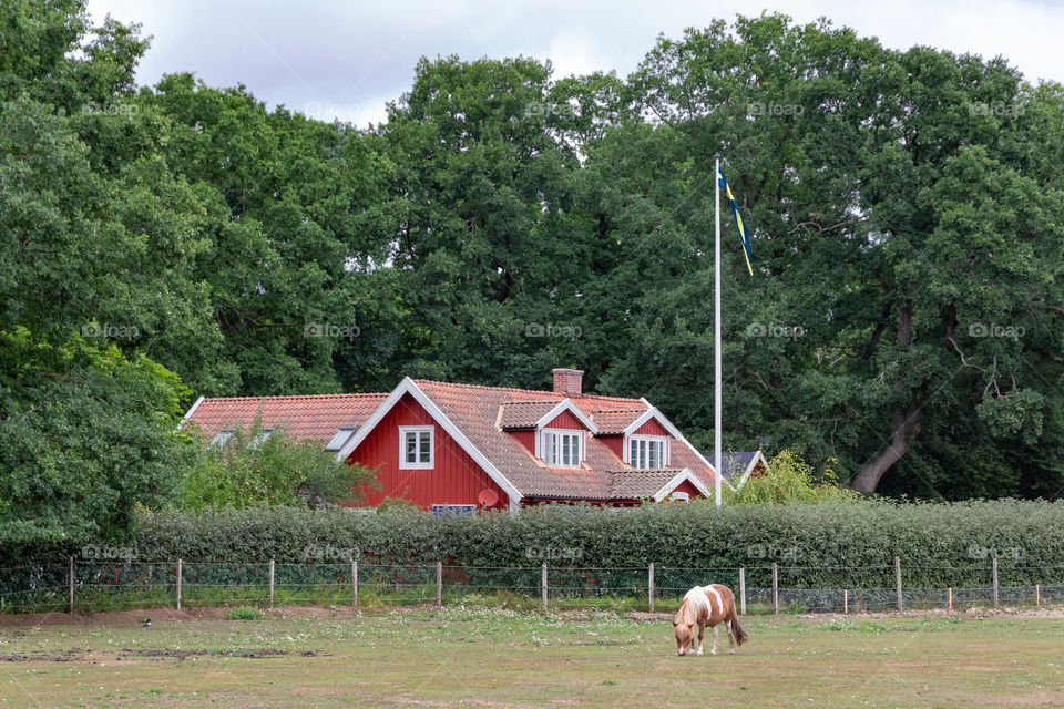 Red house with white knots in the countryside Sweden , röd stuga med vita knutar på landet Sverige , häst hage 