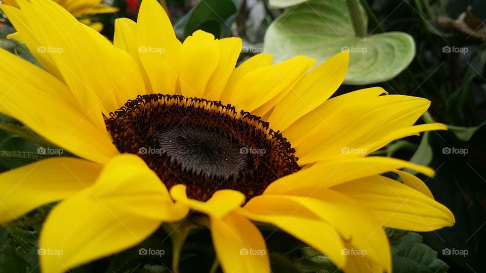 sunflower