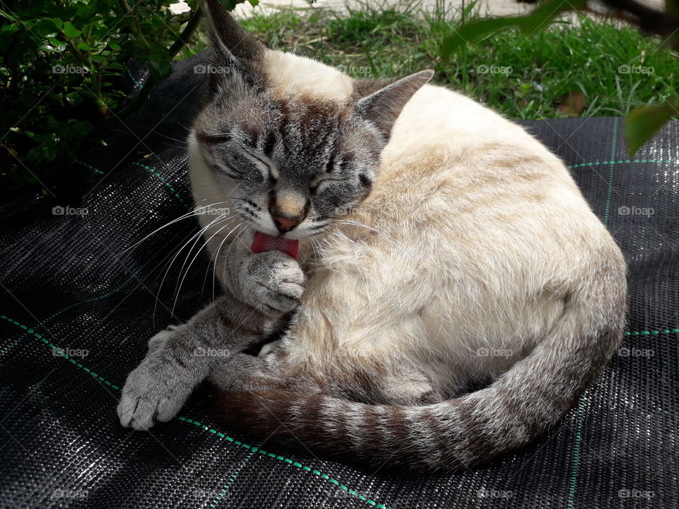 my cat in the garden