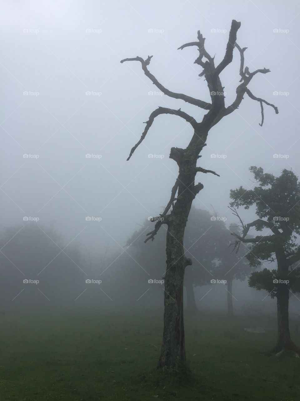 Gnarled Tree in the Mist