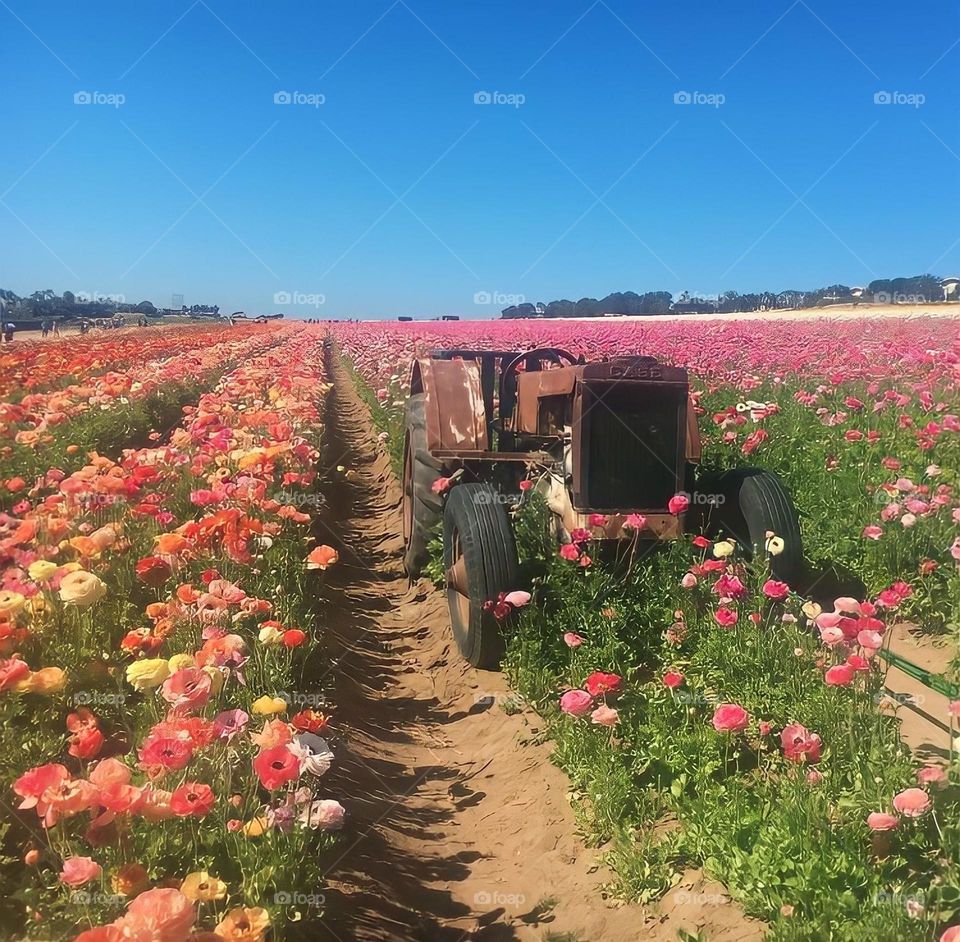 Beautiful field of flower blooms 