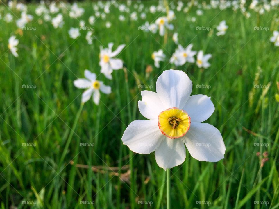 White and green