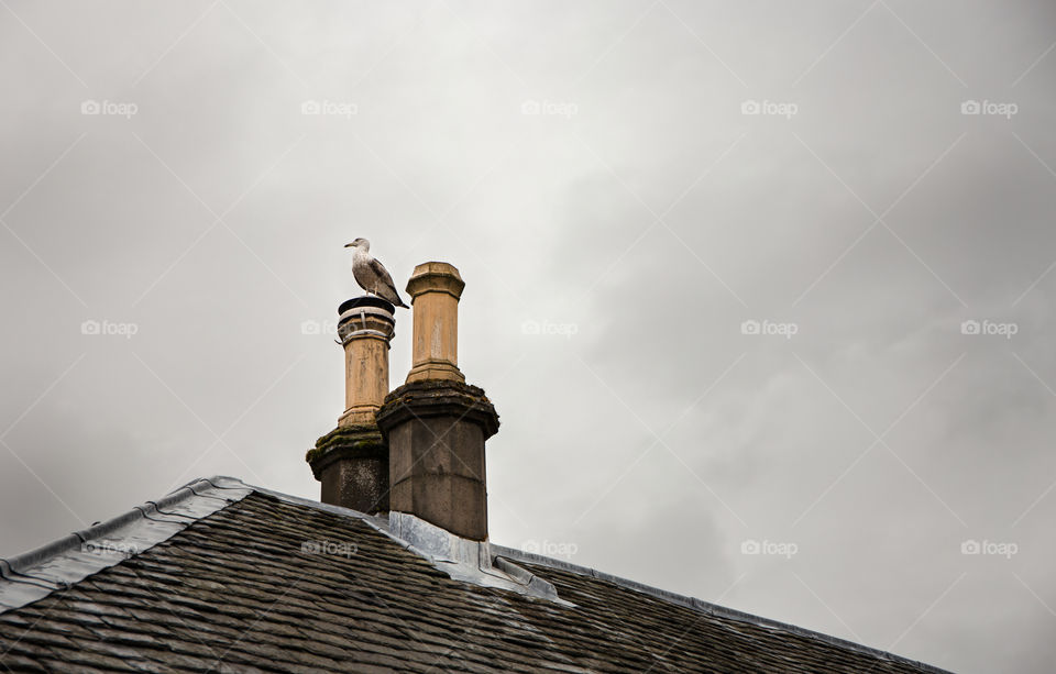 A seagull on the chimney in Scotland on a rainy day