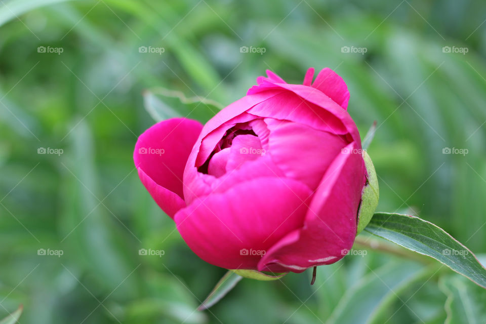 Peony, peonies, roses, pink, red, white, flowers, bouquet, summer, sun, nature. Landscape, still-life, village, flowerbed, plant, vegetation, grass, decor, fluffy, fluffy flowers, bulk flowers, plush flowers, petals, buds, leaves