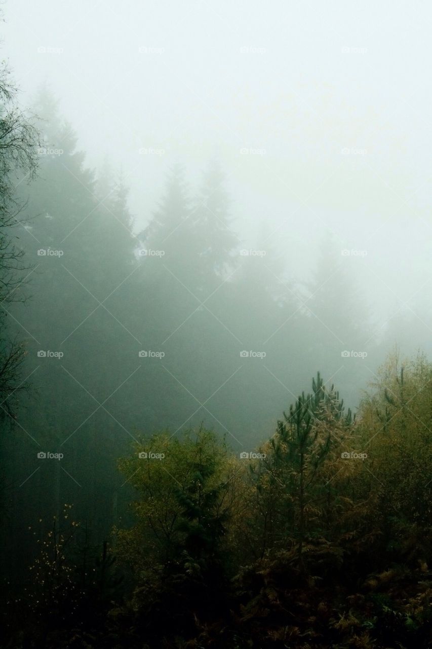 Misty forest