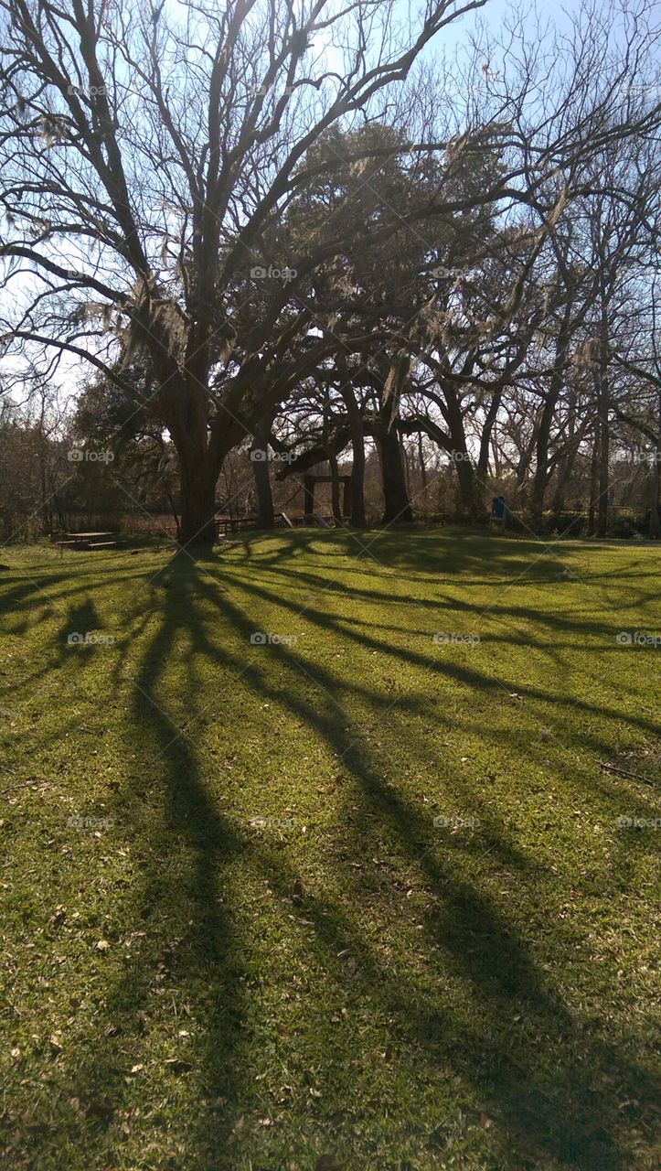 Tree, Landscape, No Person, Nature, Wood