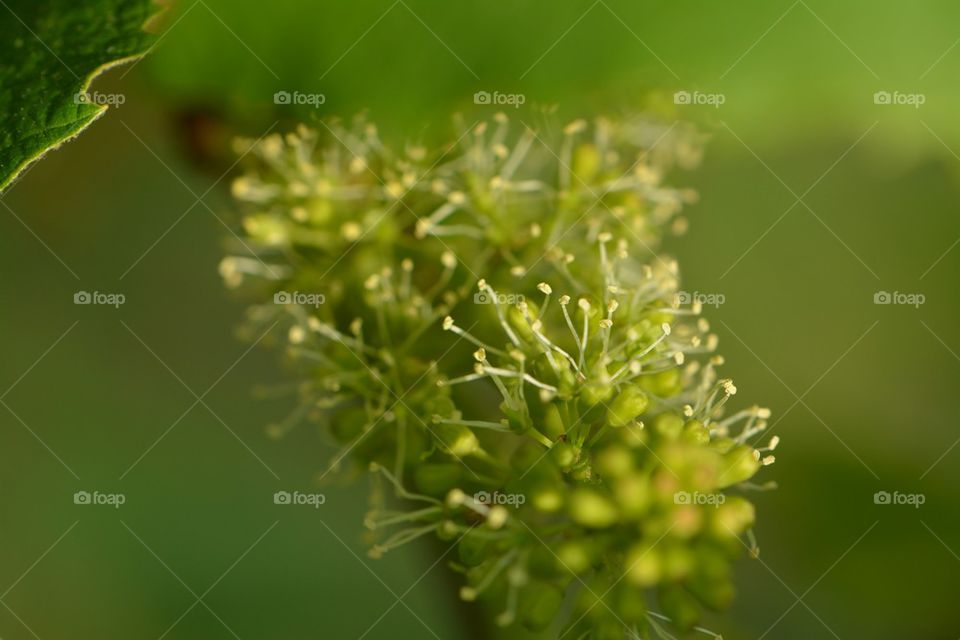 flowering Concord grape