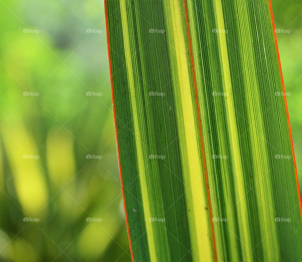 plant life, shades of green of a plant leaf with a blurred background.