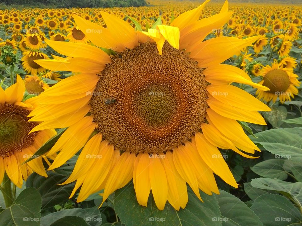 Sunflower field