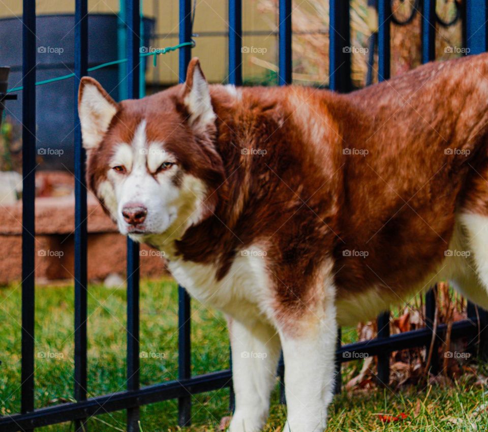husky by a fence