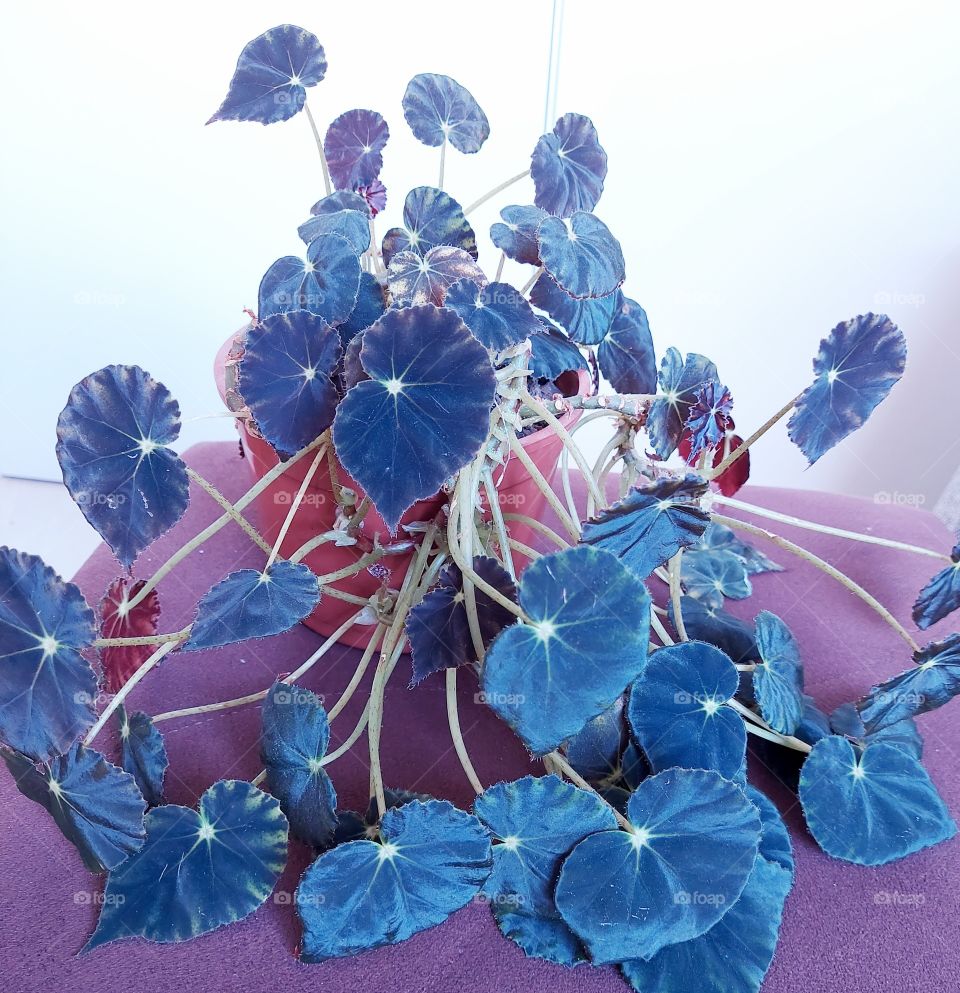 A singela planta que esconde uma beleza rara, somente se vê com olhos atentos e sensíveis.