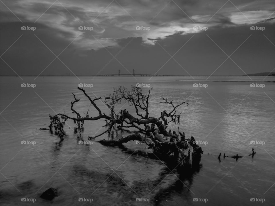 death tree in the ocean