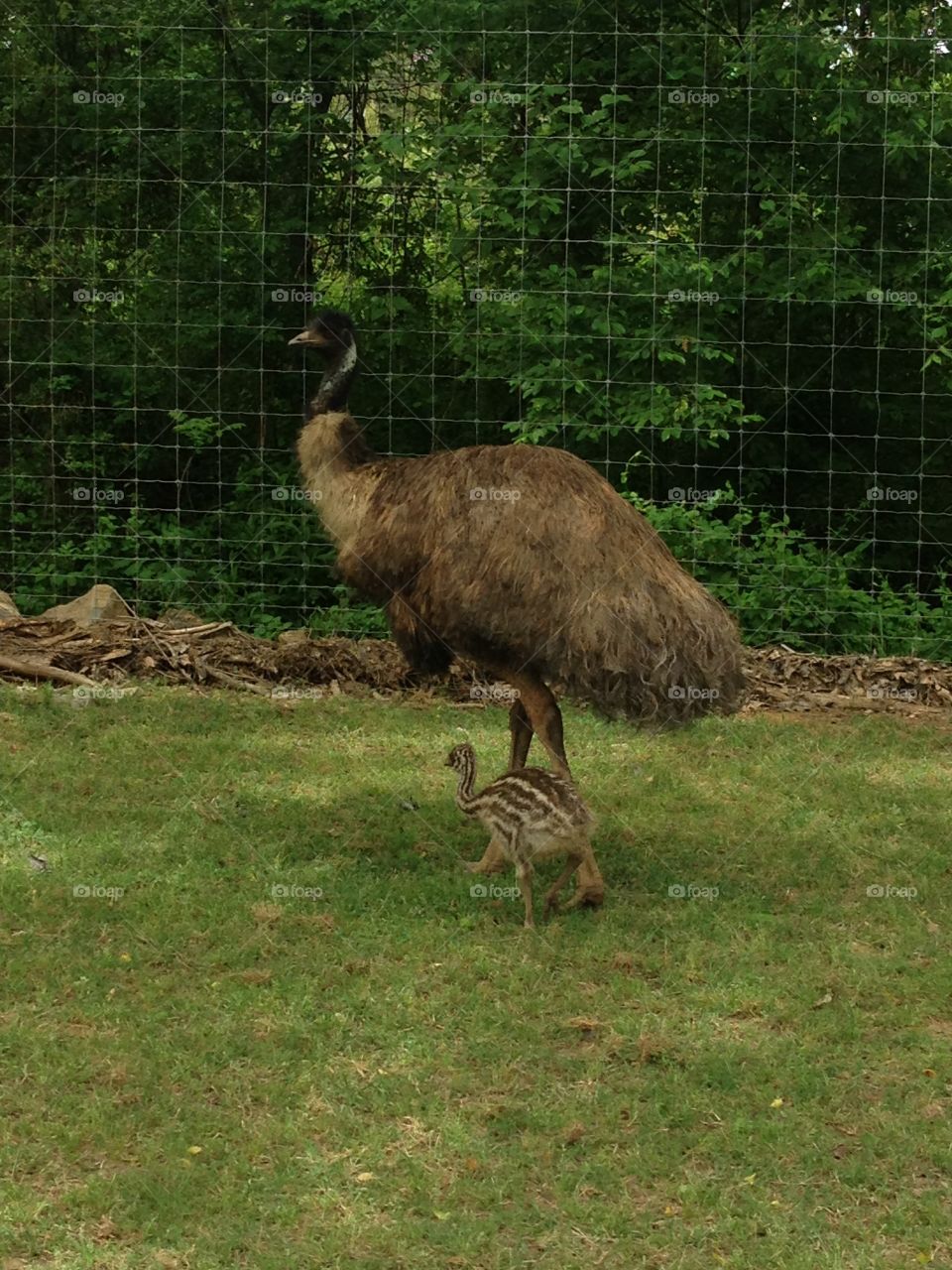Emu Baby