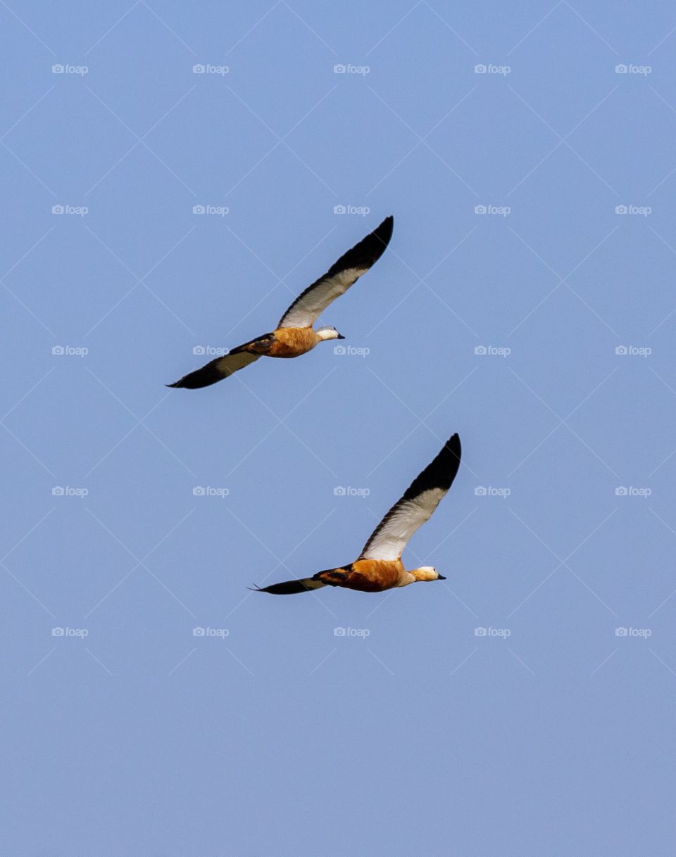 flying symmetrically