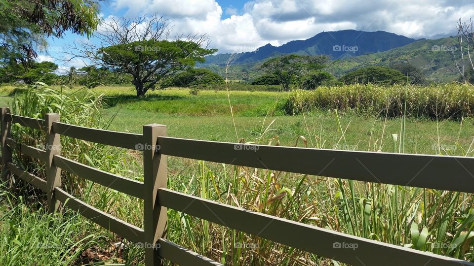 Fence, Trees & Mountains. A fenced in field near the Koolau's on Oahu.