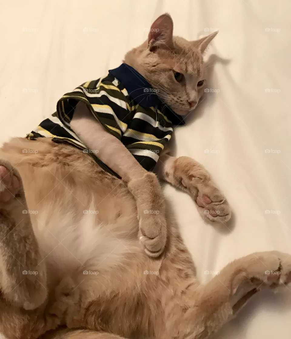 Lazy kitty