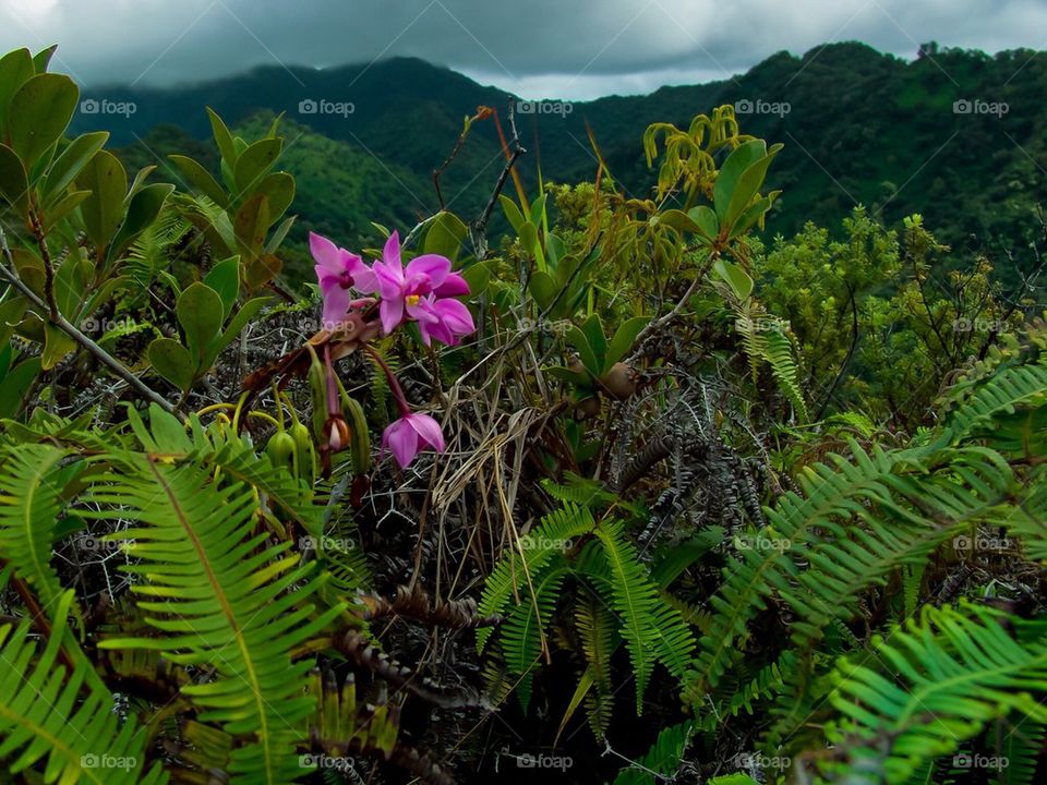 Hawaiian Orchid