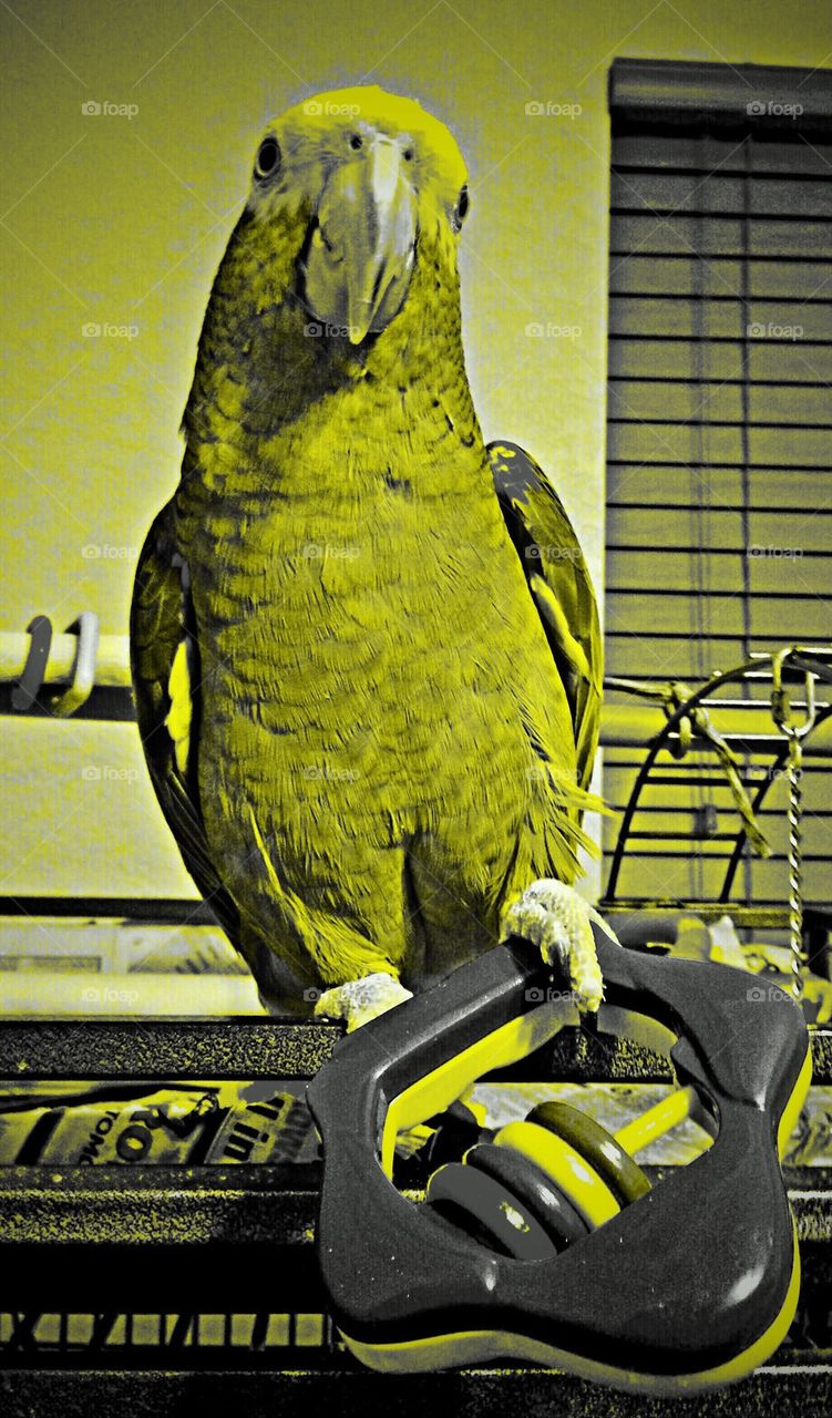 Parrot at play in new, cool color