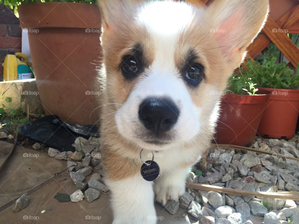 Cute curious corgi 