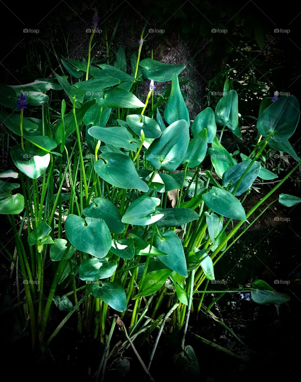 Water Lilly in harmony 