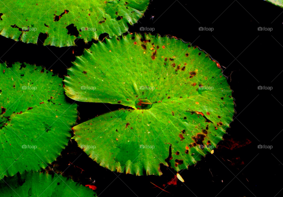 green nature water contrast by cagedheat