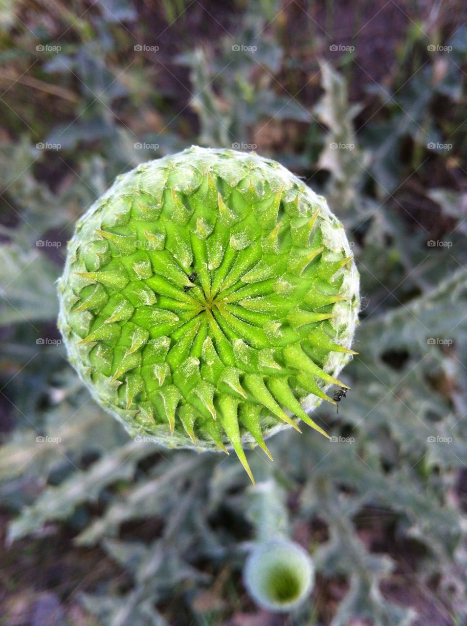 iran flower thorn by nader_esk