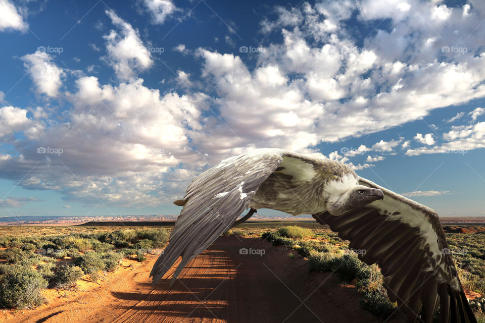 White-backed vulture flying in the Savanah