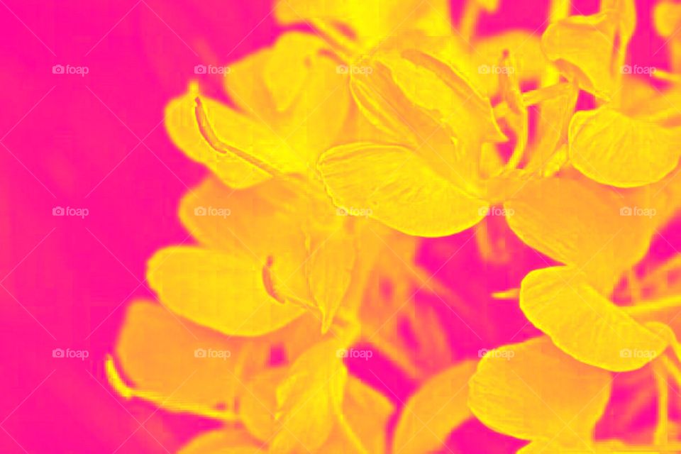 Bright pink and yellow duotone flowers.