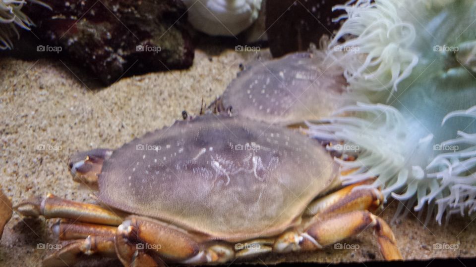 Crab, Invertebrate, Fish, Crustacean, Shellfish