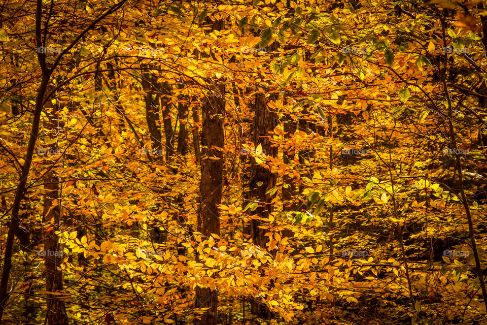 Golden autumn in Canadian forest