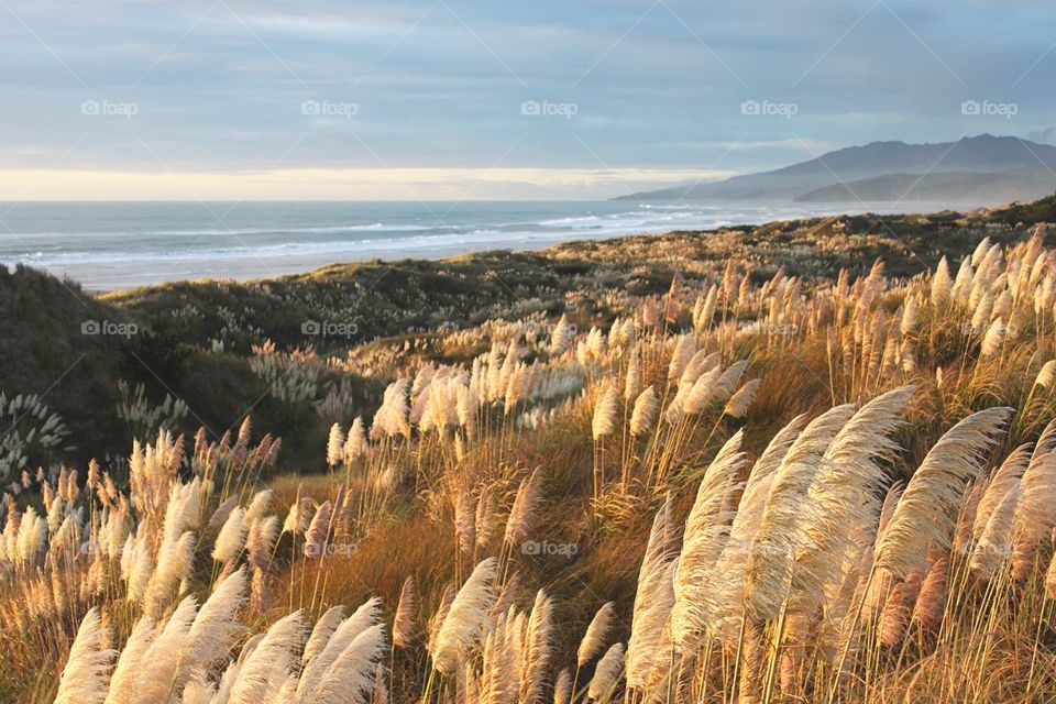 Dry grass near the beach