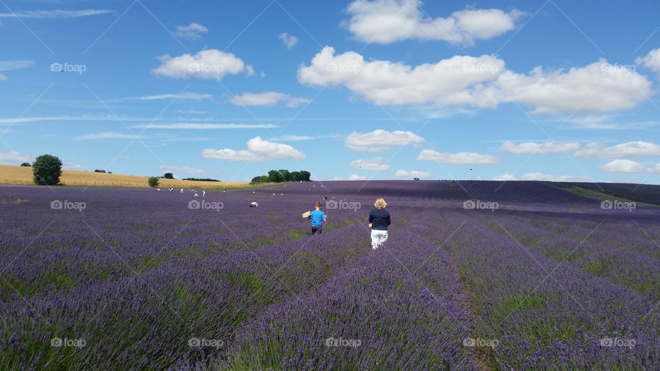 outstanding wonderfully scented lavender field with fluffy cloud in the beautiful sky