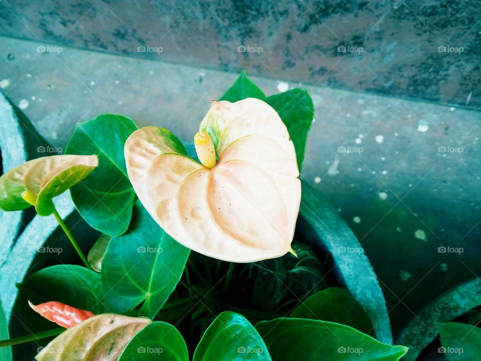 anthurium
