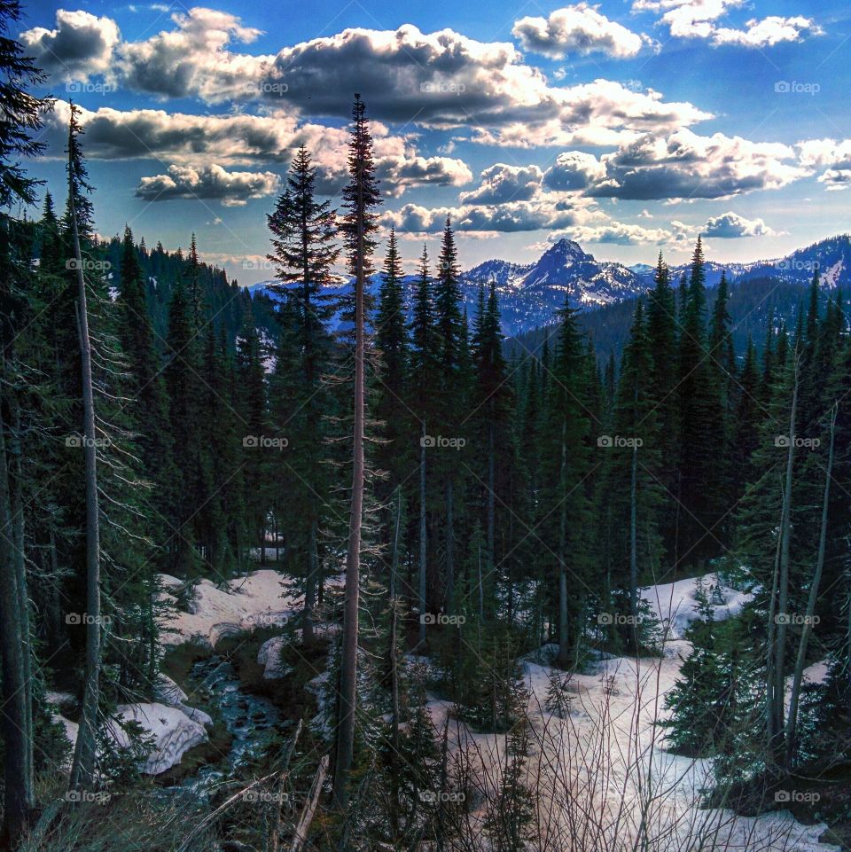 Mount Ranier National Park