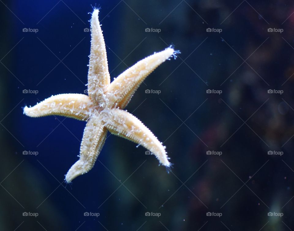 starfish