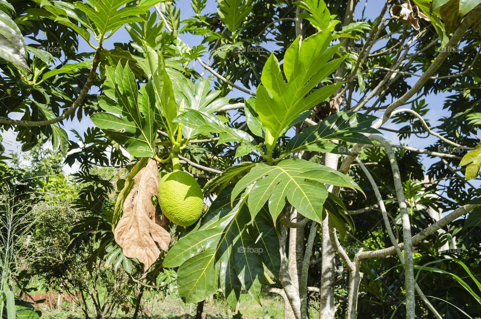 Breadfruit Leaves And Fruit