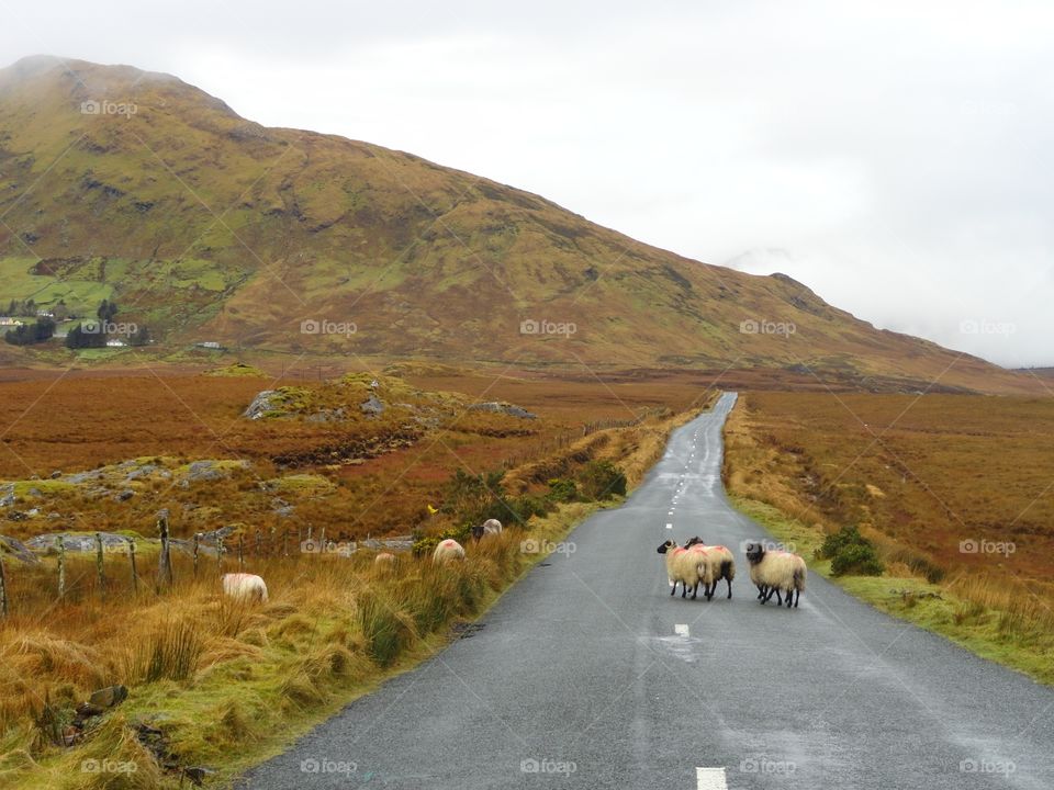 Sheep in Ireland 