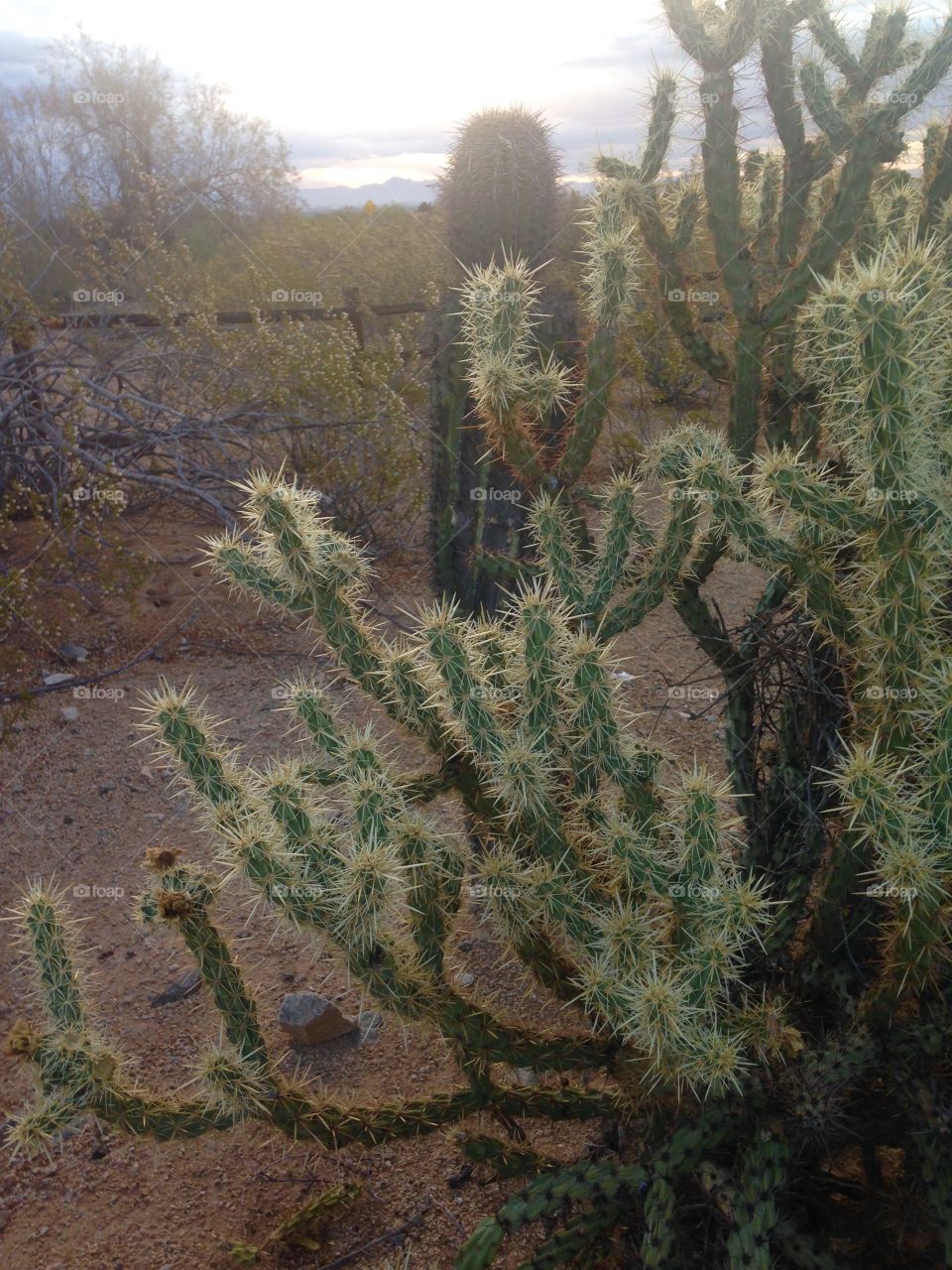 South mountain cacti