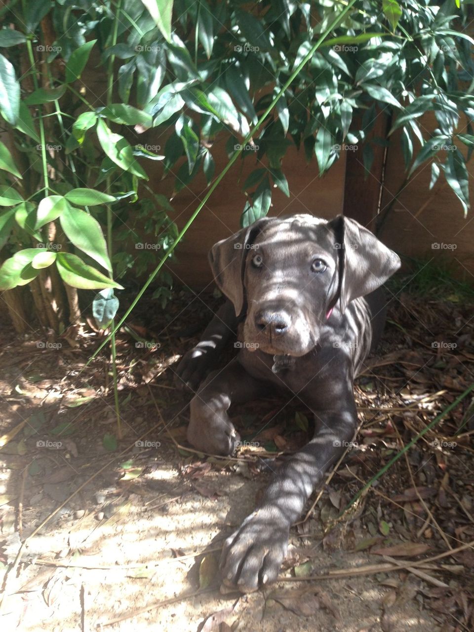 Beautiful Dane puppy 
