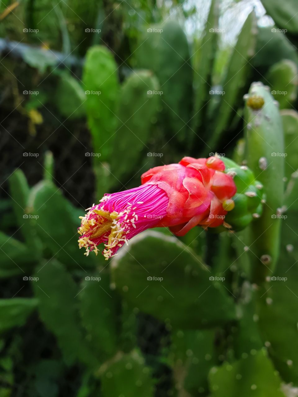 cactus flowers