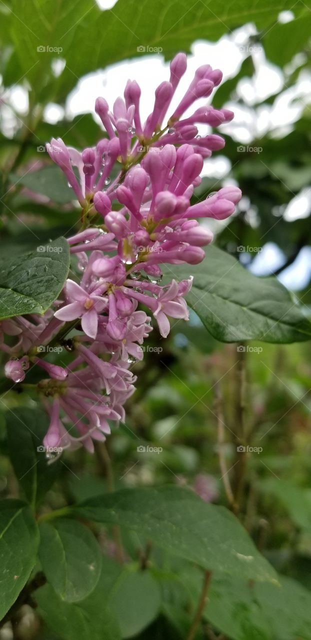 Fragrant lilac